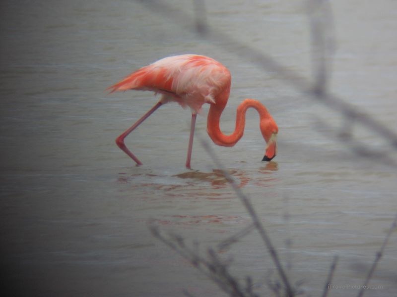 flamingo bird neck